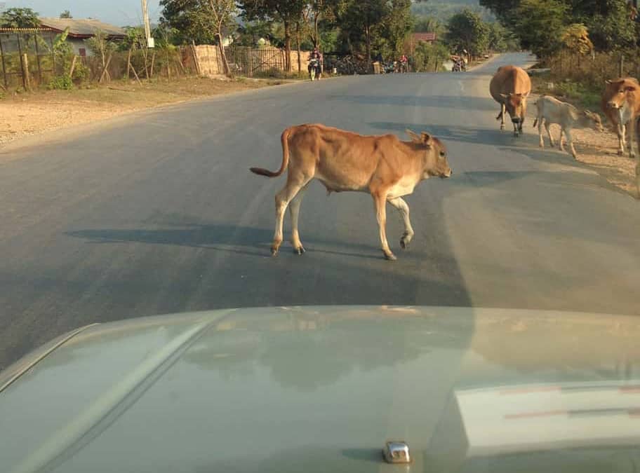 Cows on the road!