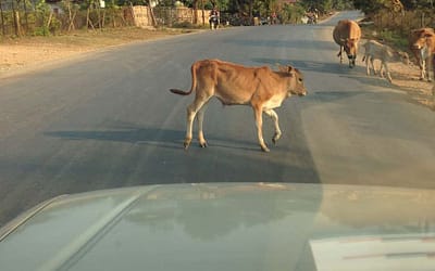 Cows on the road!