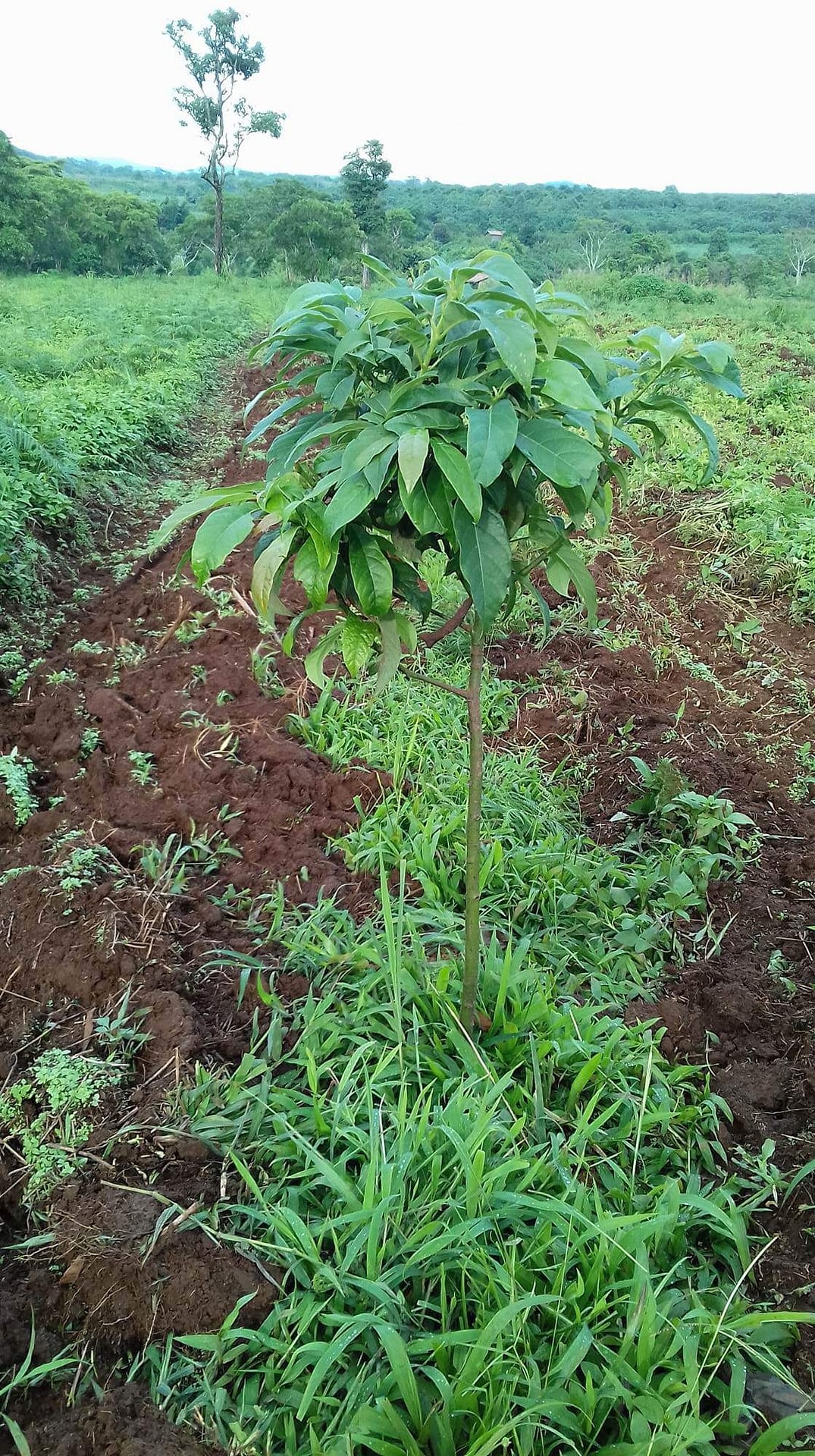 Avocado cultivation @ Boroven Plateau, Parkson, Laos ...