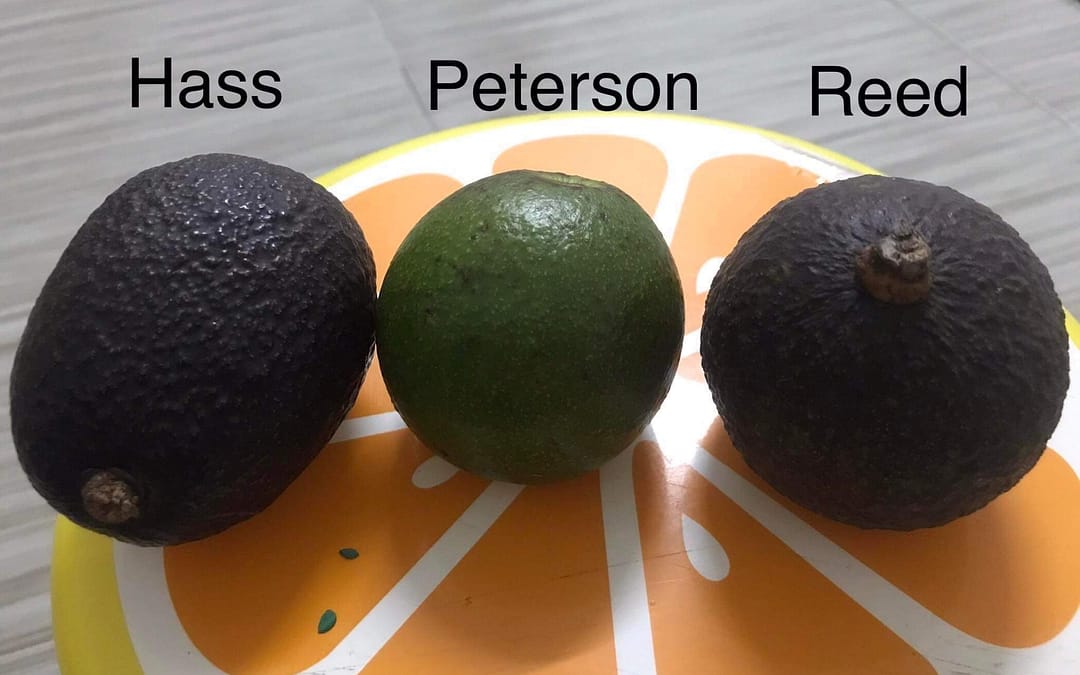 The earth friendly Avocados