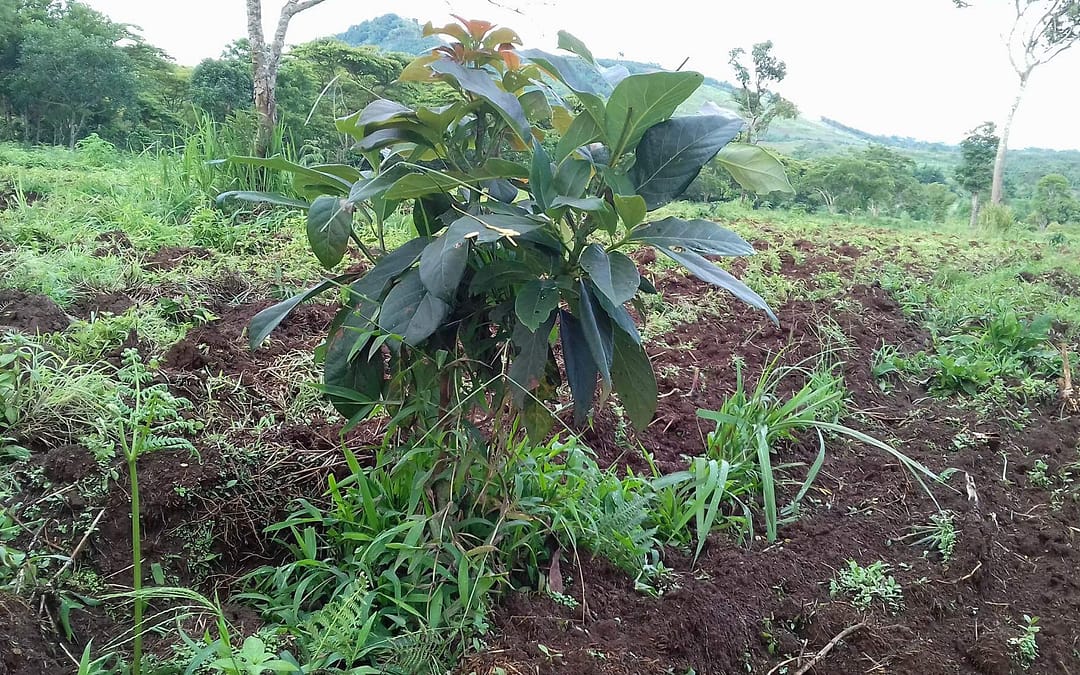 Avocado cultivation @ Boroven Plateau, Parkson, Laos