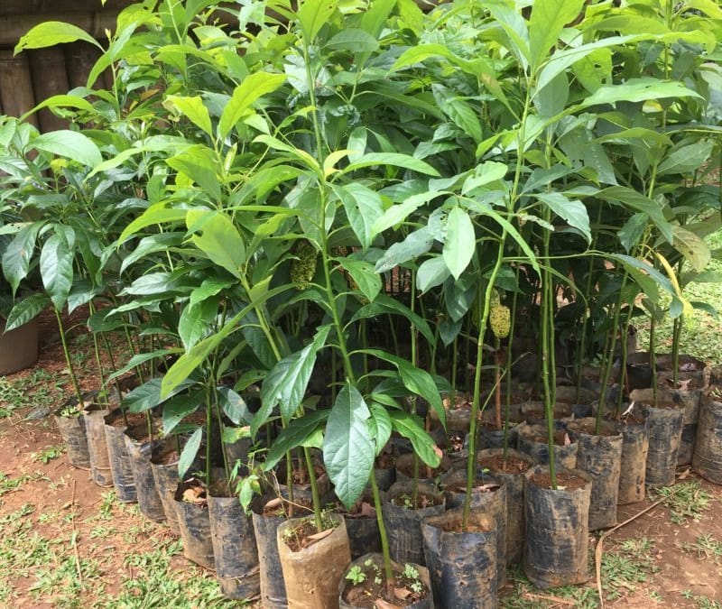 Planted avocado seedlings in the organic farmland of Parkson.
