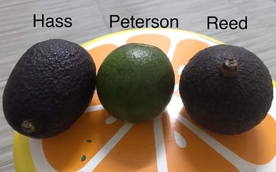 The earth friendly Avocados